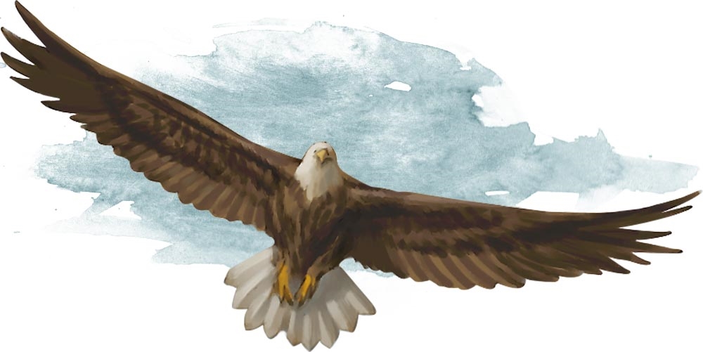 Giant_Eagle.jpg Giant_Eagle.jpg
