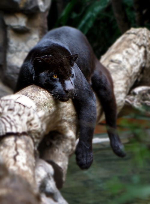 Panther_in_a_Tree.jpg Panther_in_a_Tree.jpg