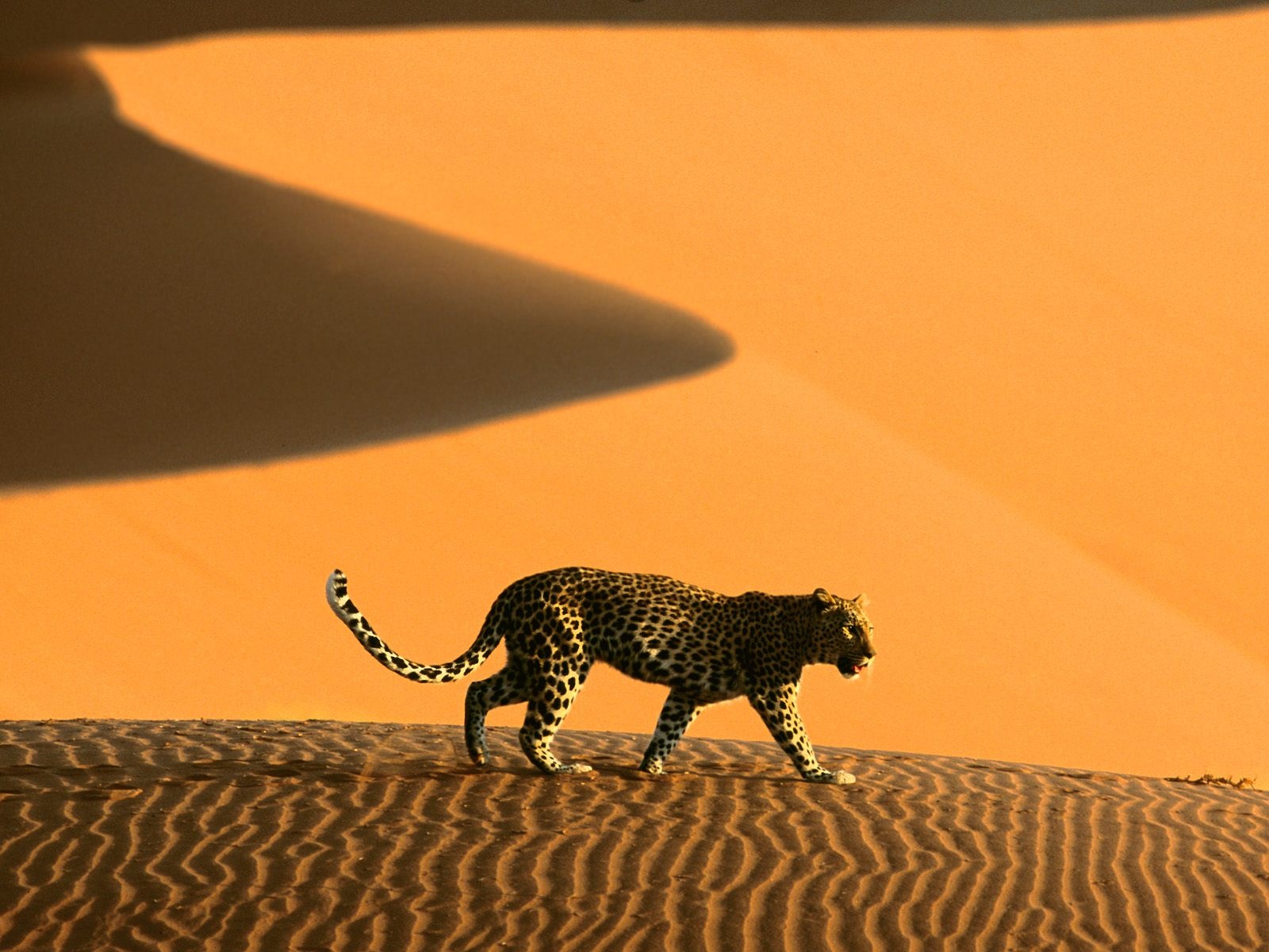 desert_cheetah_namibia_africa_wallpaper-1600x1200.jpg desert_cheetah_namibia_africa_wallpaper-1600x1200.jpg