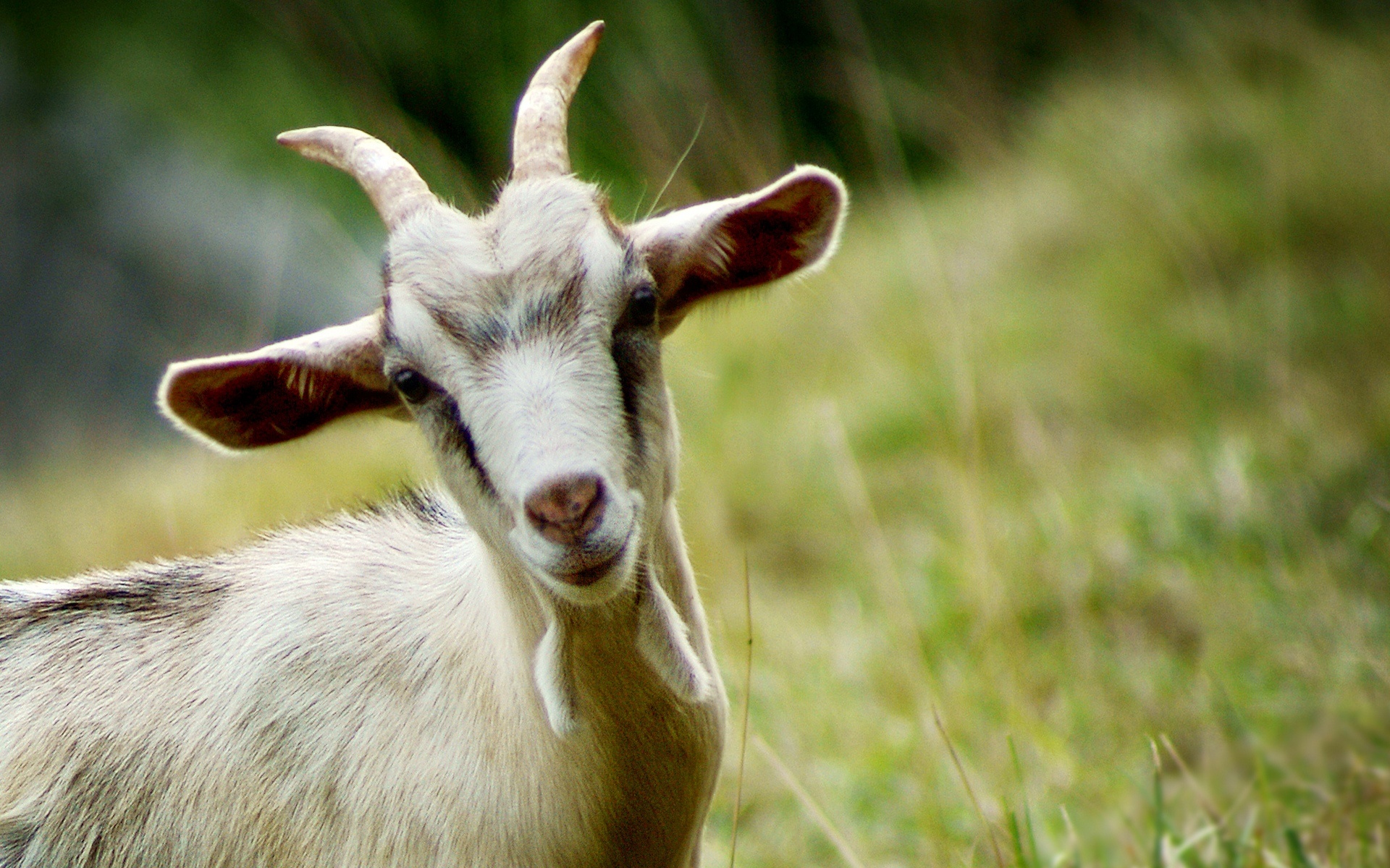 Beautiful goat 1920x1200