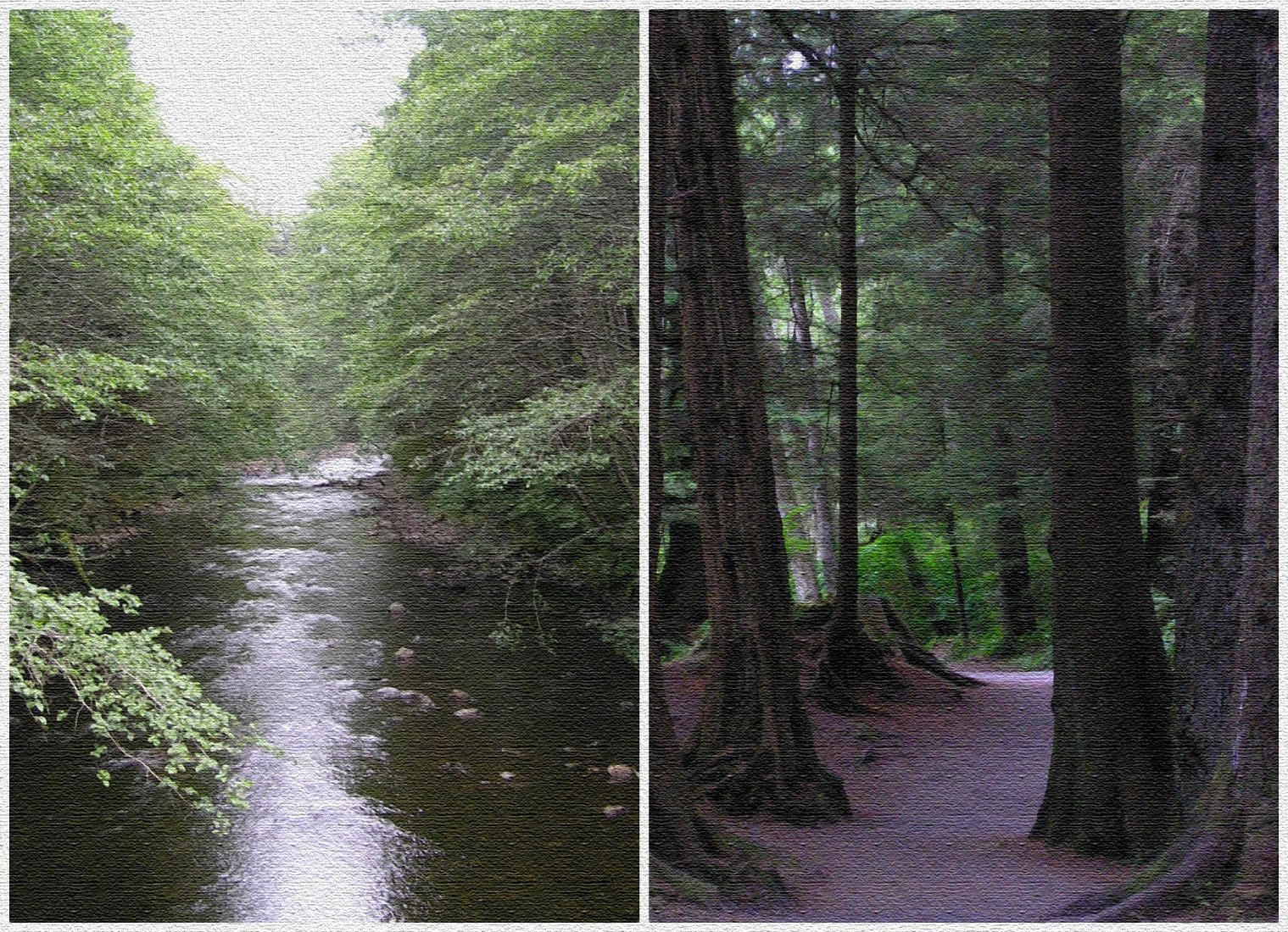 Darkwood Darkwood
