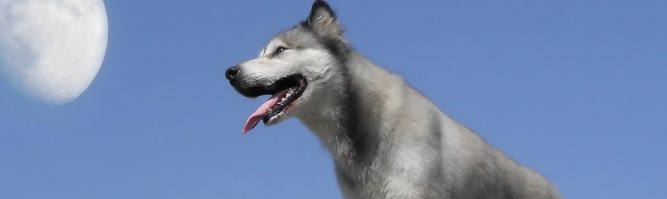 Gray wolf 11811 800x600
