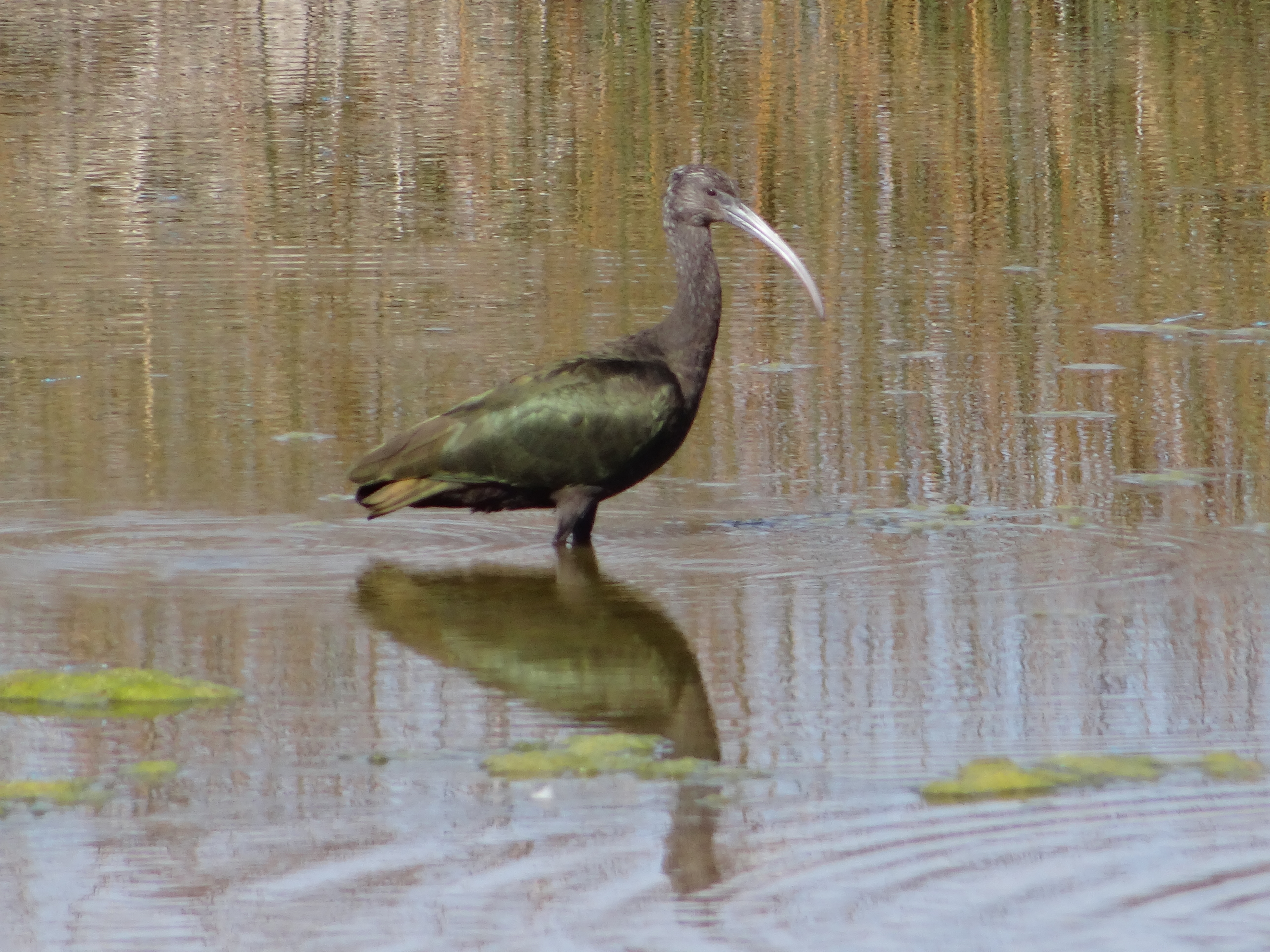 ibis.jpg ibis.jpg