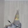 Wark007