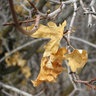 Windoula