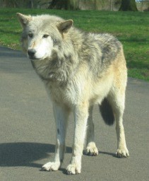 AlisonD