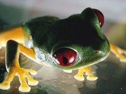 RedEyeGirl