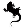 blitterbug