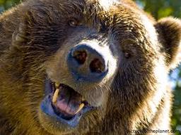 Grizzly