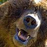 Grizzly