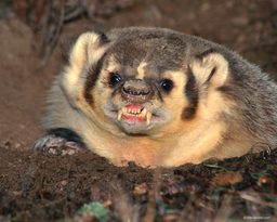 RunsLikeBadger