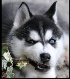 MystikalPooka