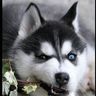MystikalPooka