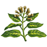 Clove