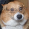 Vaddie
