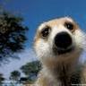 Meerkat