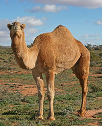 summonedmonkey