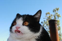 grumpybiscuit