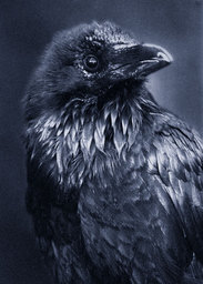 Karasu