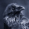 Karasu