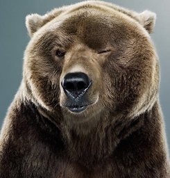 CosmicWarbear