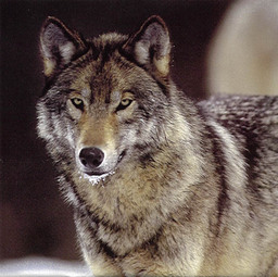 timberwolf2k1