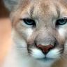 Coug
