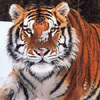 ausomtiger