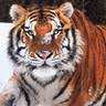 ausomtiger
