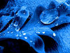 cerulean