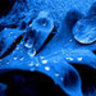 cerulean
