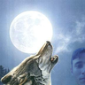 Stultus