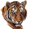 charanth182