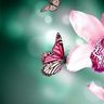 MadameButterfly