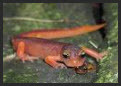 bepnewt