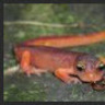 bepnewt