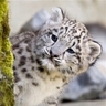 mistpantherpurr