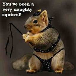 Squirrel66