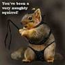 Squirrel66