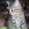 catlover2002