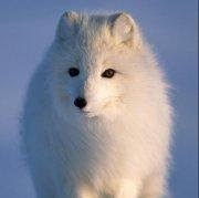 silvafox