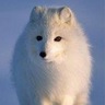 silvafox