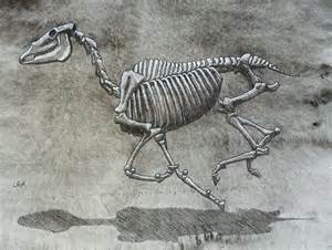 Galliper Galliper