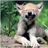 Fenrisvlfr
