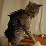 KittenThePaladin