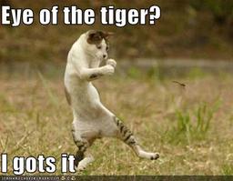 TigerAvatar