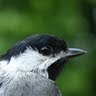 midwestchickadee