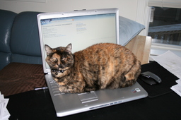 Catryn008