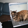 Catryn008