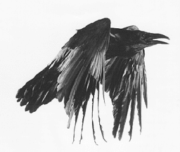 SunRaven01